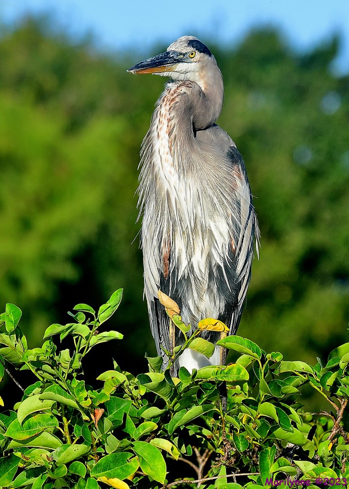 DSC_5986_001.JPG