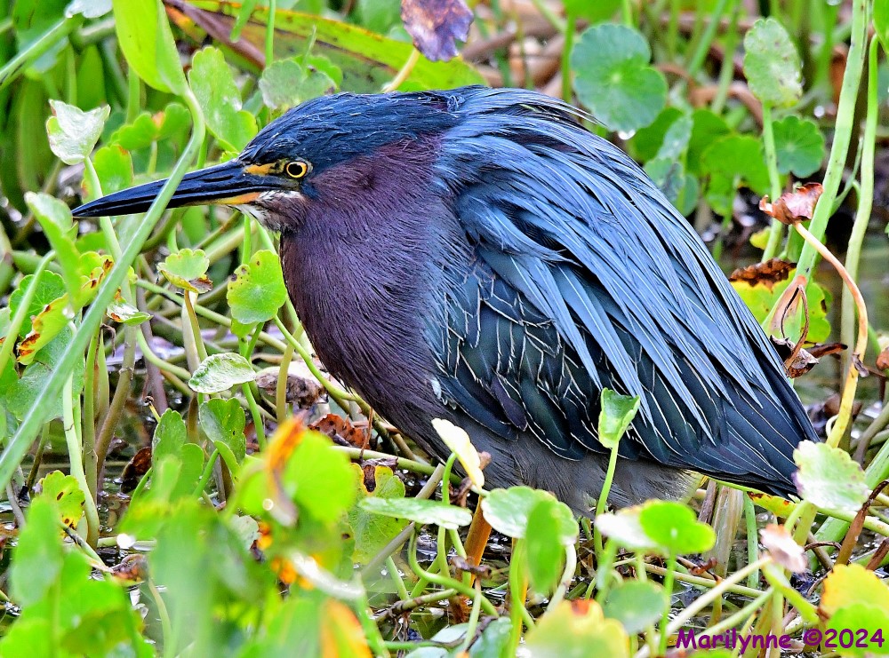 DSC_5987_001.JPG