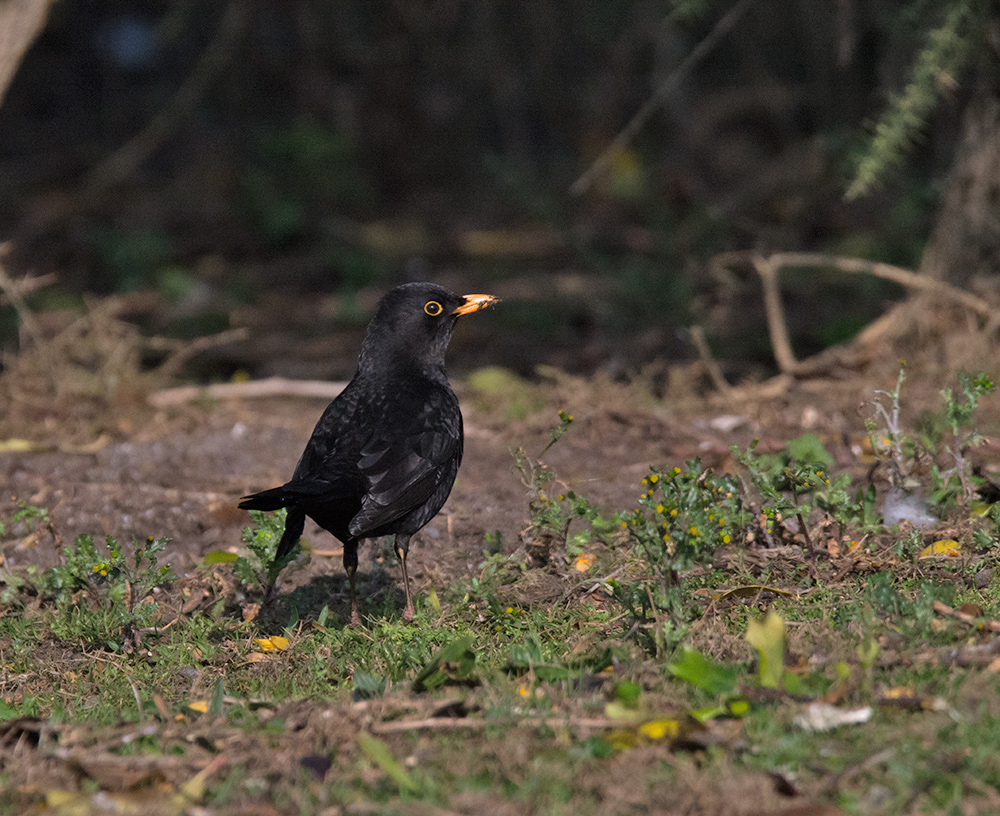 DSC_5988.jpg