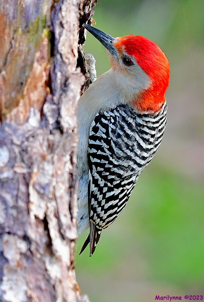DSC_5988_001.JPG