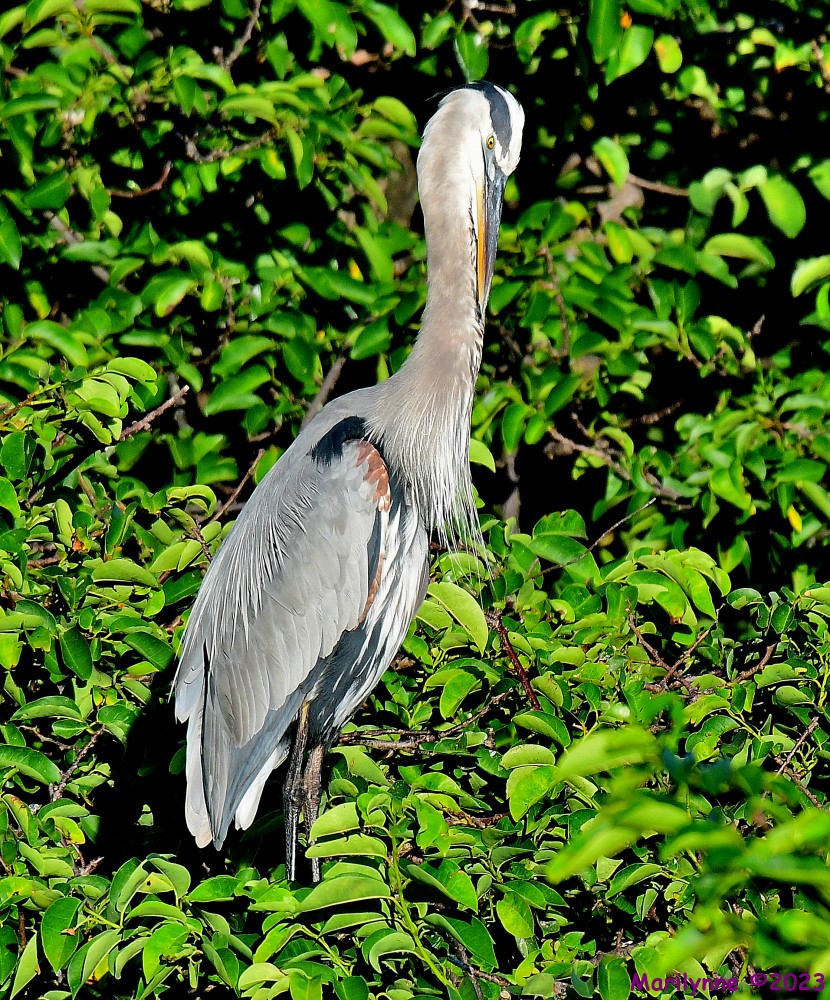 DSC_5989_001.JPG