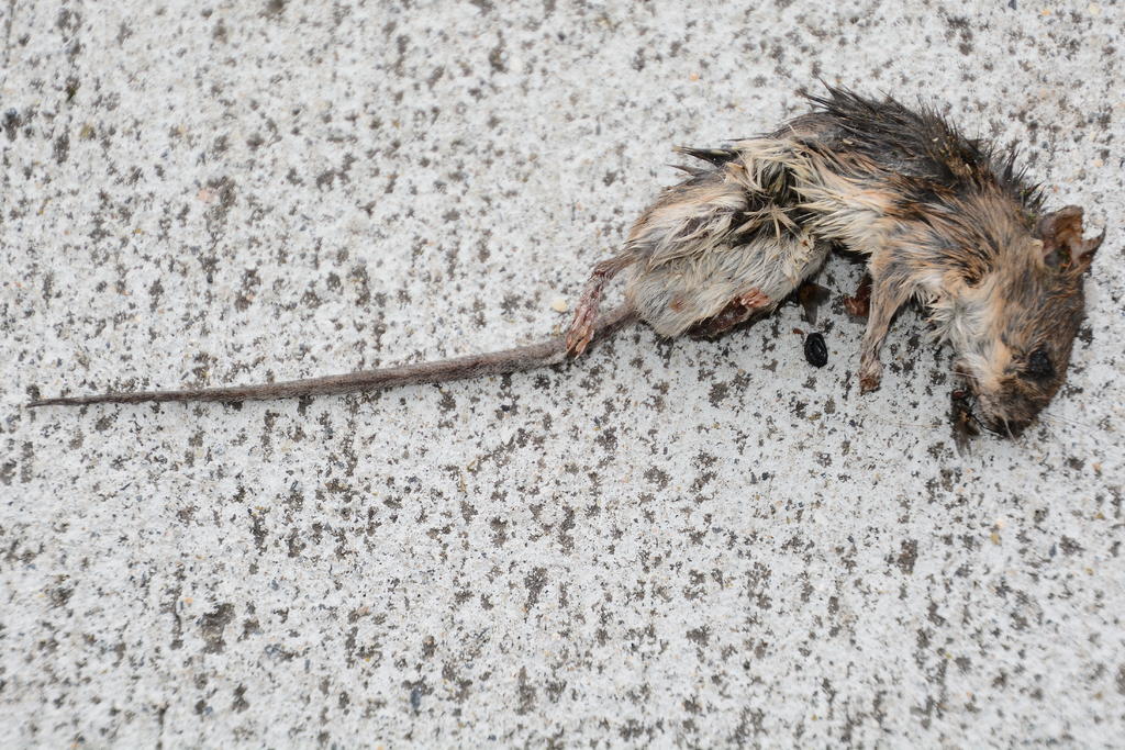 DSC_5991 crop.jpg