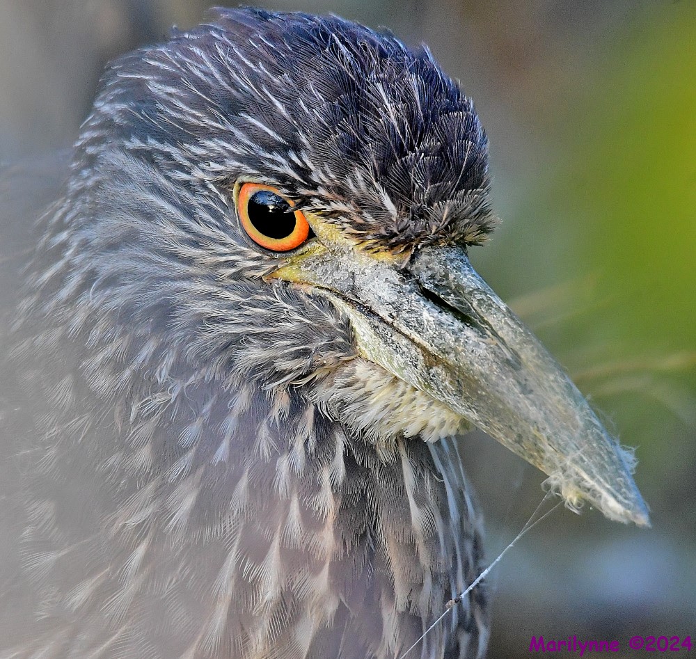 DSC_5991_001.JPG