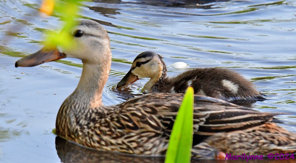DSC_5992_001.JPG
