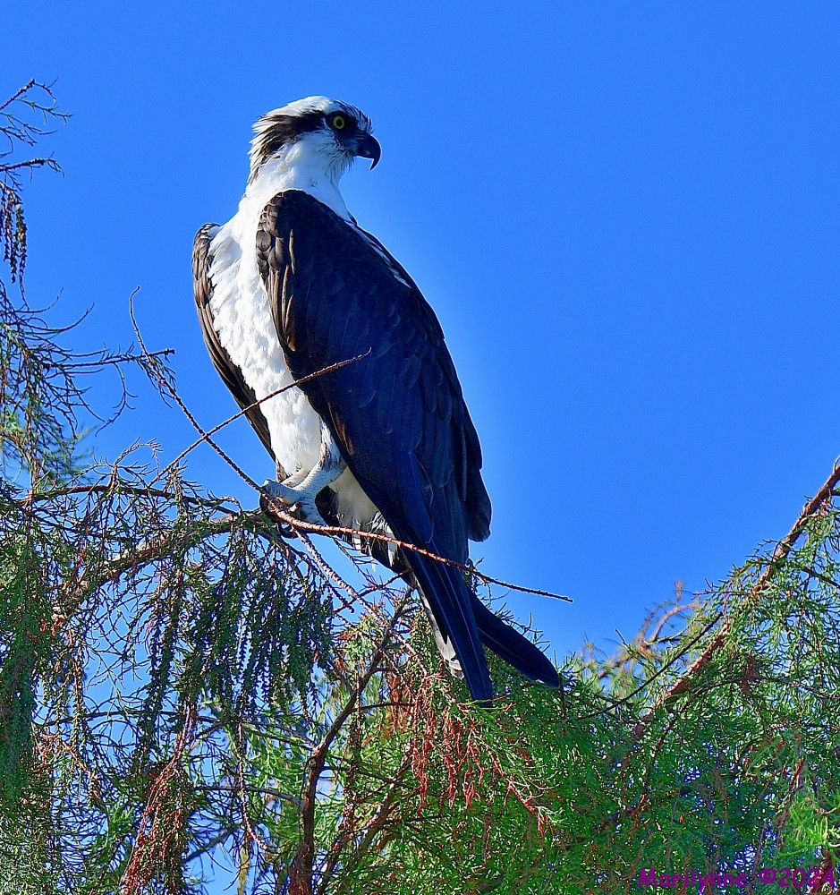 DSC_5994_001.JPG