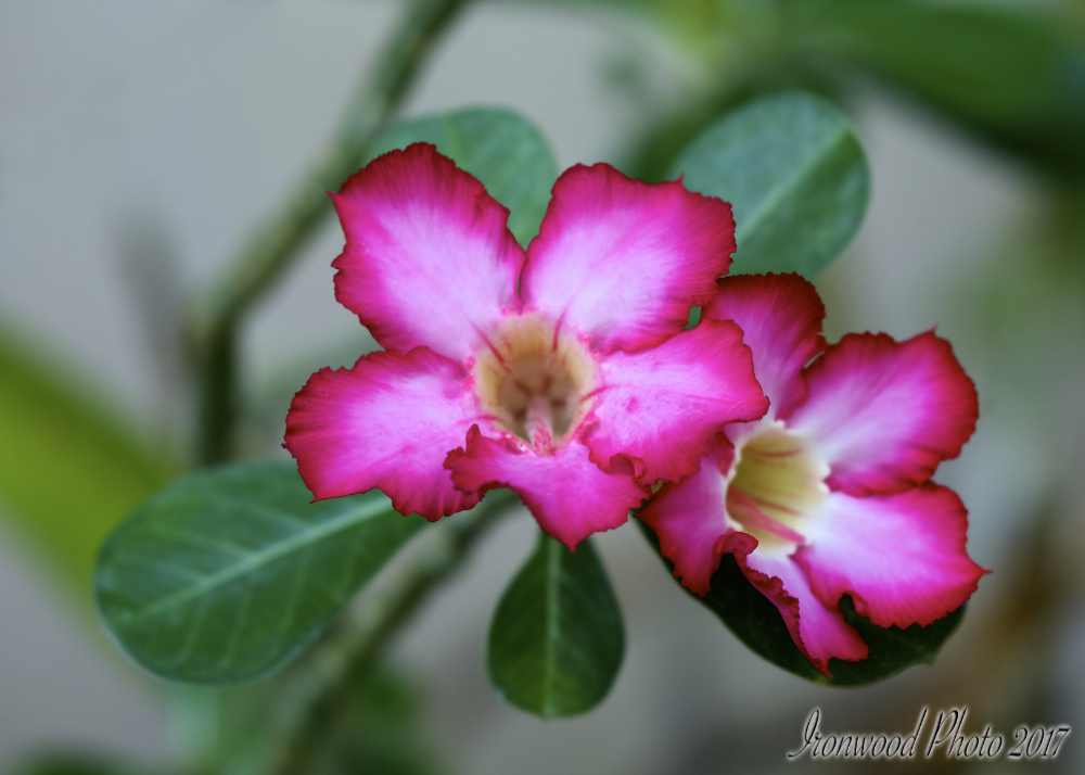 DSC_5995.jpg