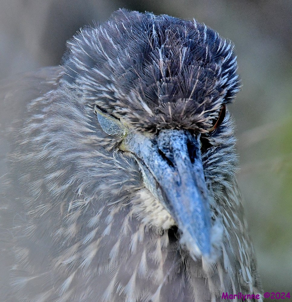 DSC_5995_001.JPG