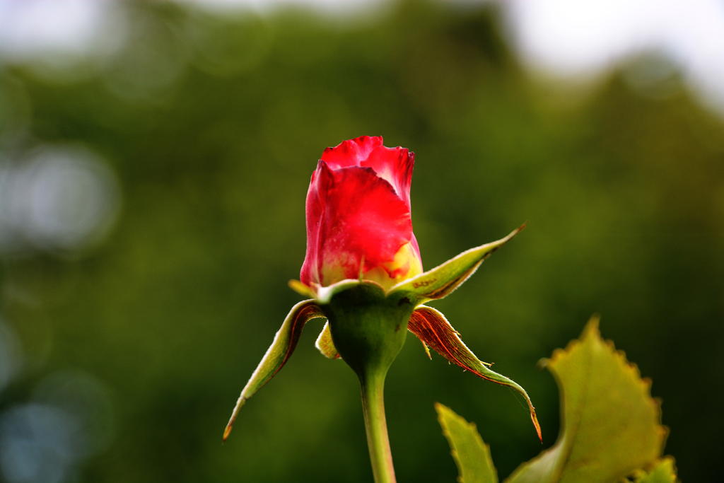 DSC_5996.jpg