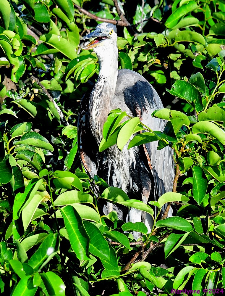 DSC_5996_001.JPG