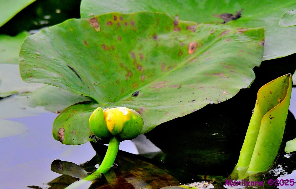 DSC_5996_001.JPG