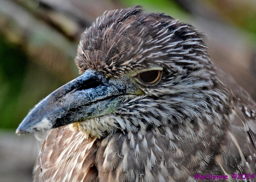DSC_5998_001.JPG