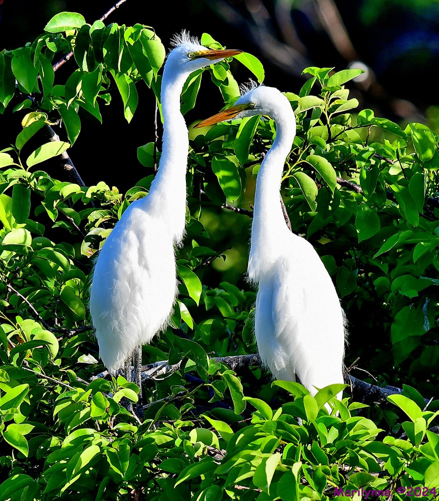 DSC_5998_001.JPG