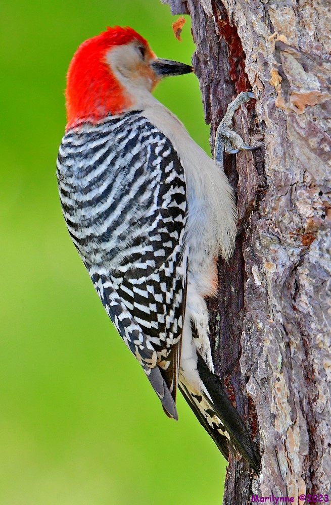 DSC_6000_001.JPG