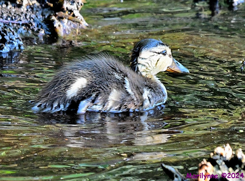 DSC_6000_001.JPG