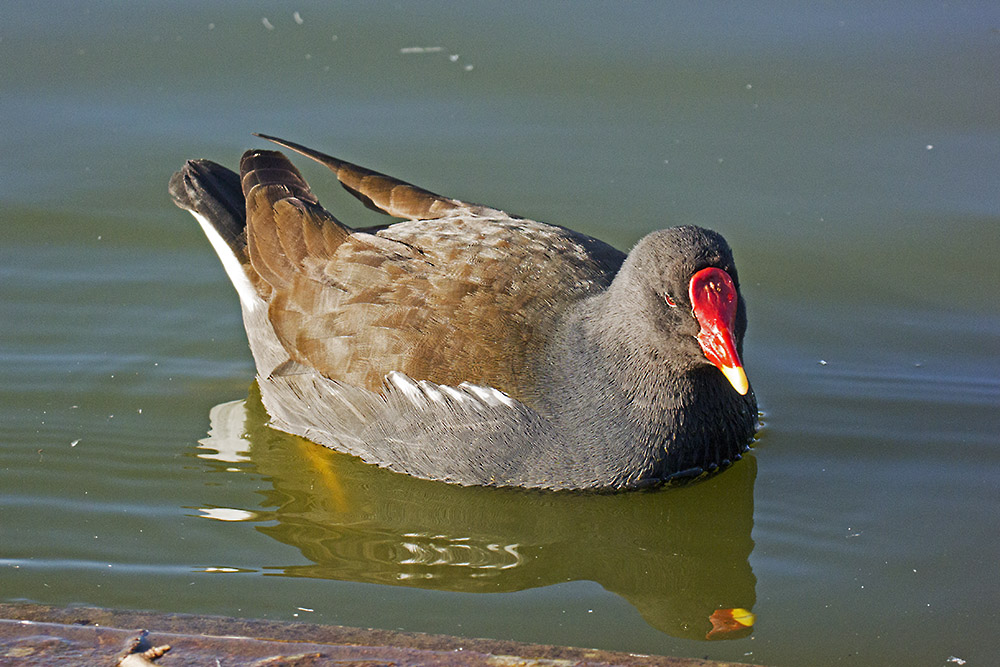 DSC_6001.jpg