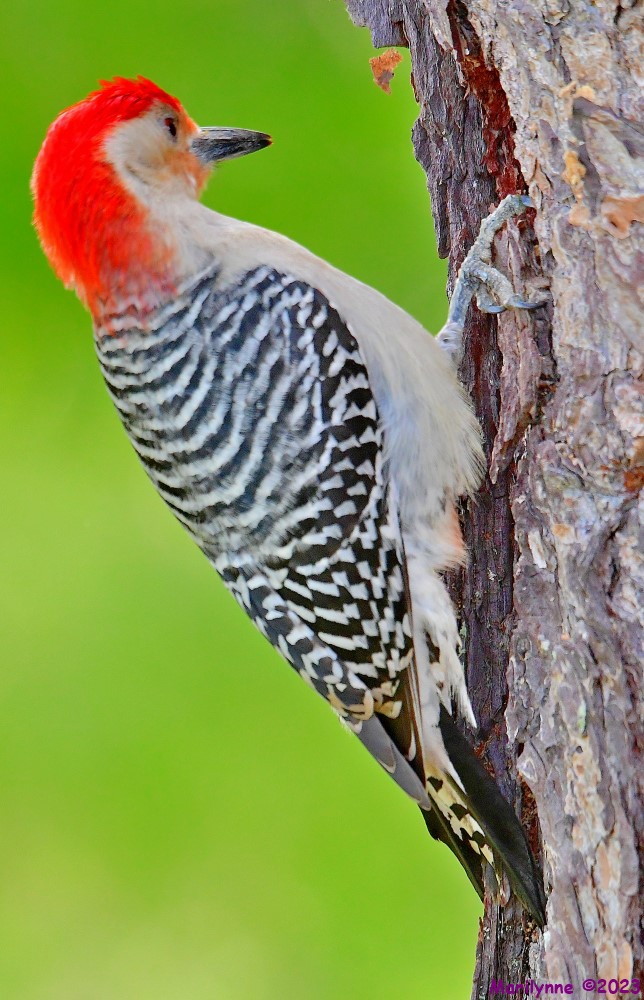 DSC_6001_001.JPG
