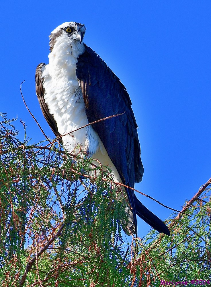 DSC_6001_001.JPG