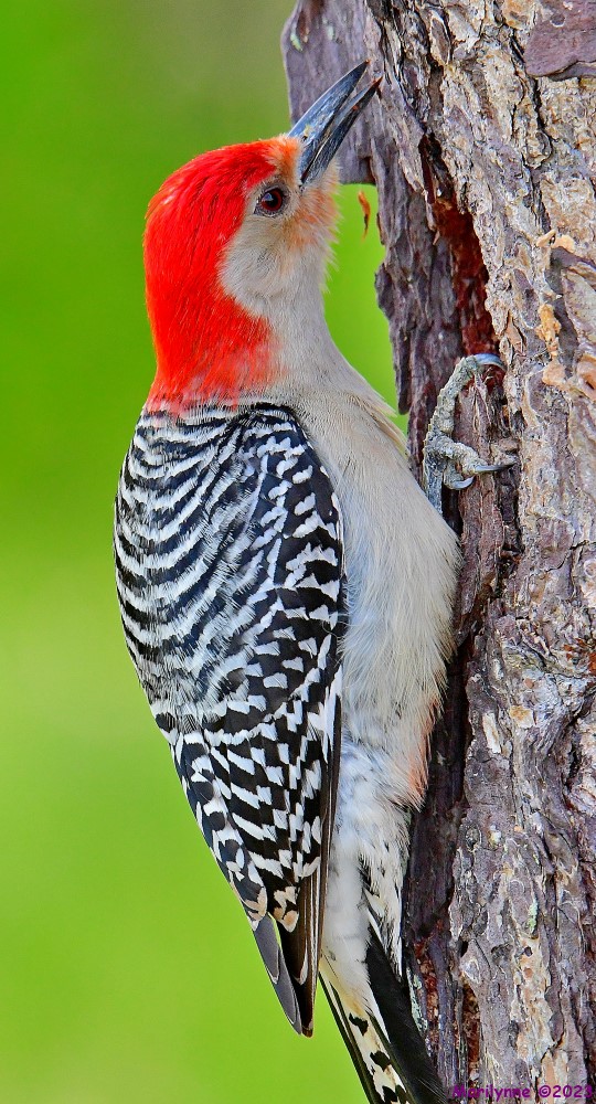 DSC_6002_001.JPG