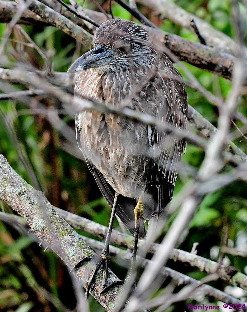 DSC_6002_001.JPG