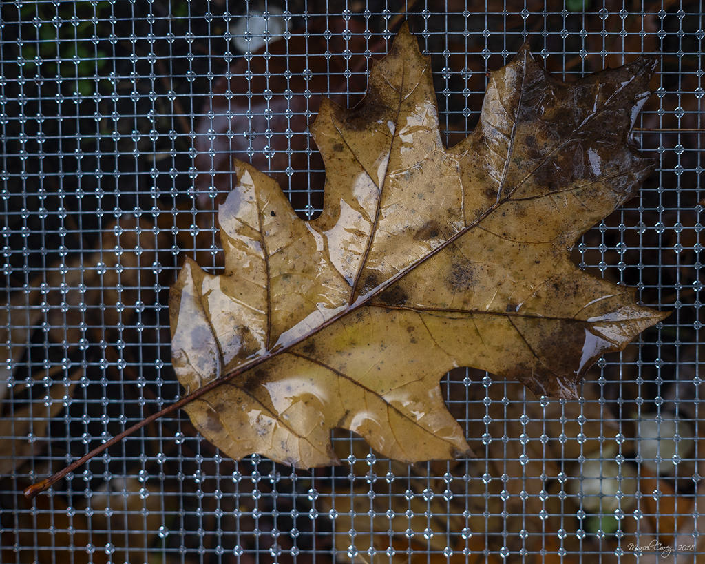 DSC_6003.jpg