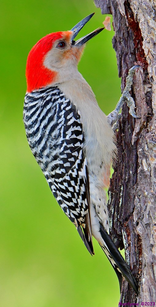 DSC_6003_001.JPG