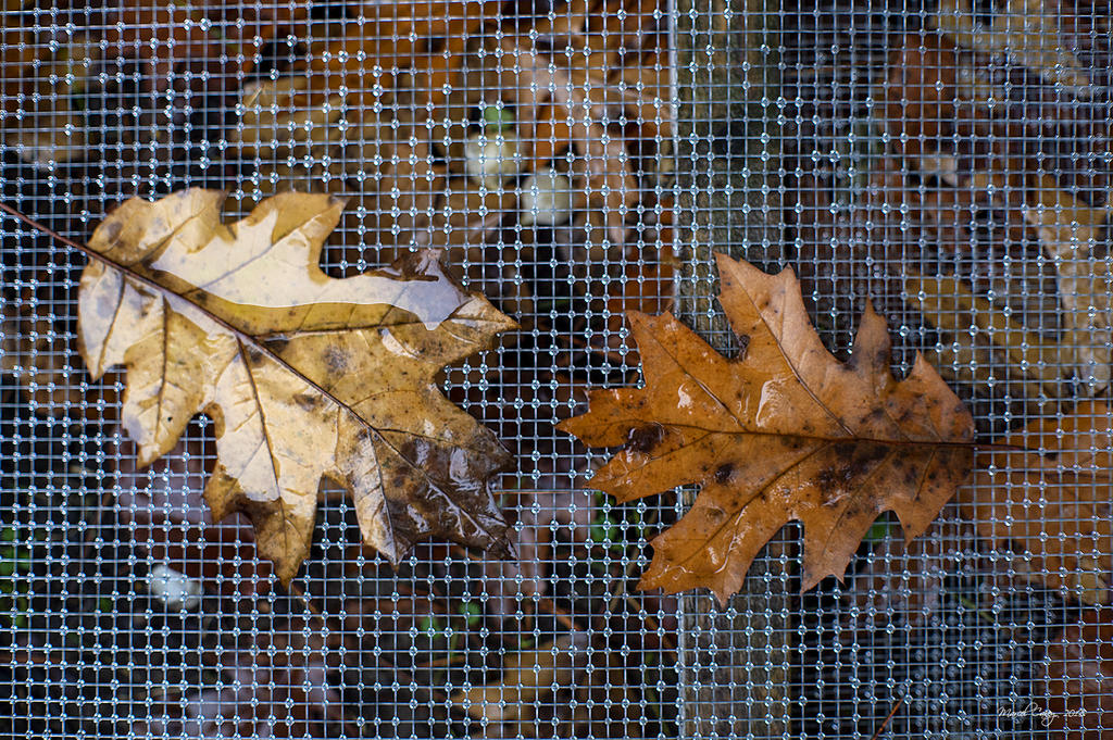 DSC_6004.jpg