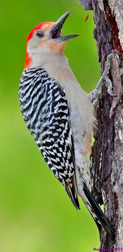 DSC_6004_001.JPG