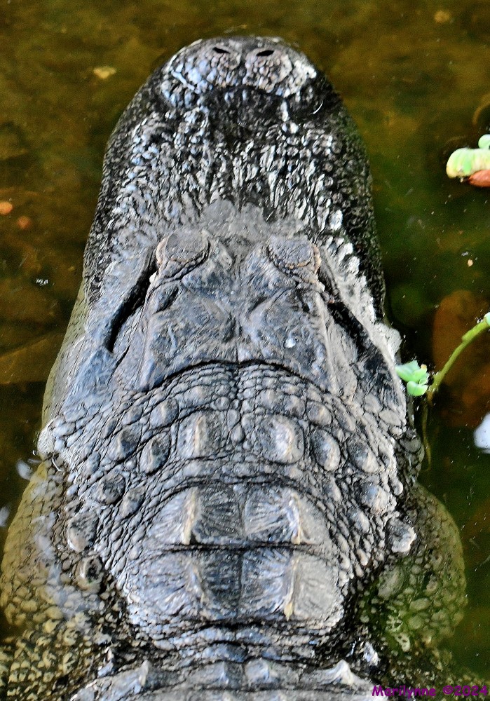 DSC_6004_001.JPG