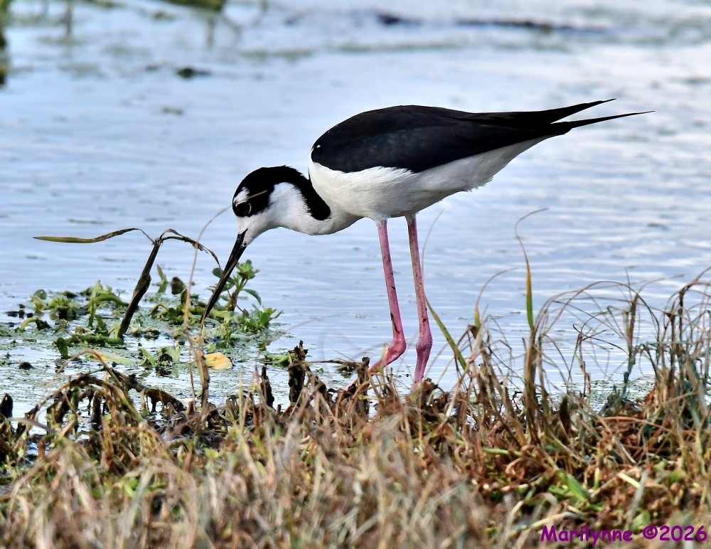 DSC_6004_001.JPG