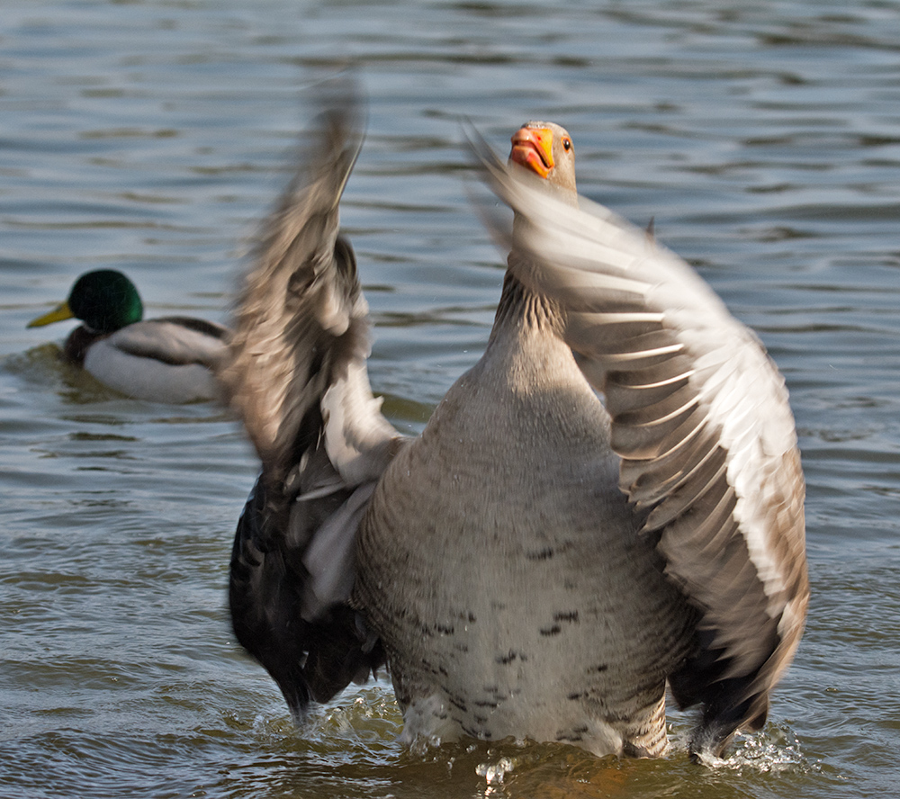 DSC_6005.jpg