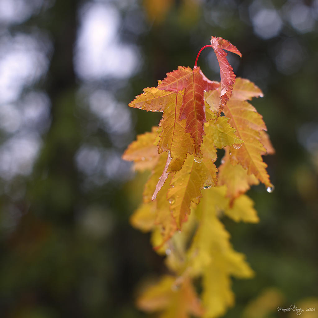 DSC_6006.jpg