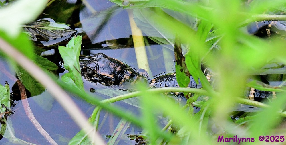 DSC_6007_001.JPG