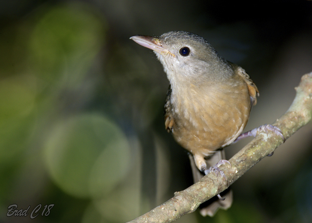 DSC_6008.jpg