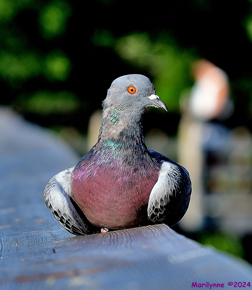 DSC_6008_001.JPG