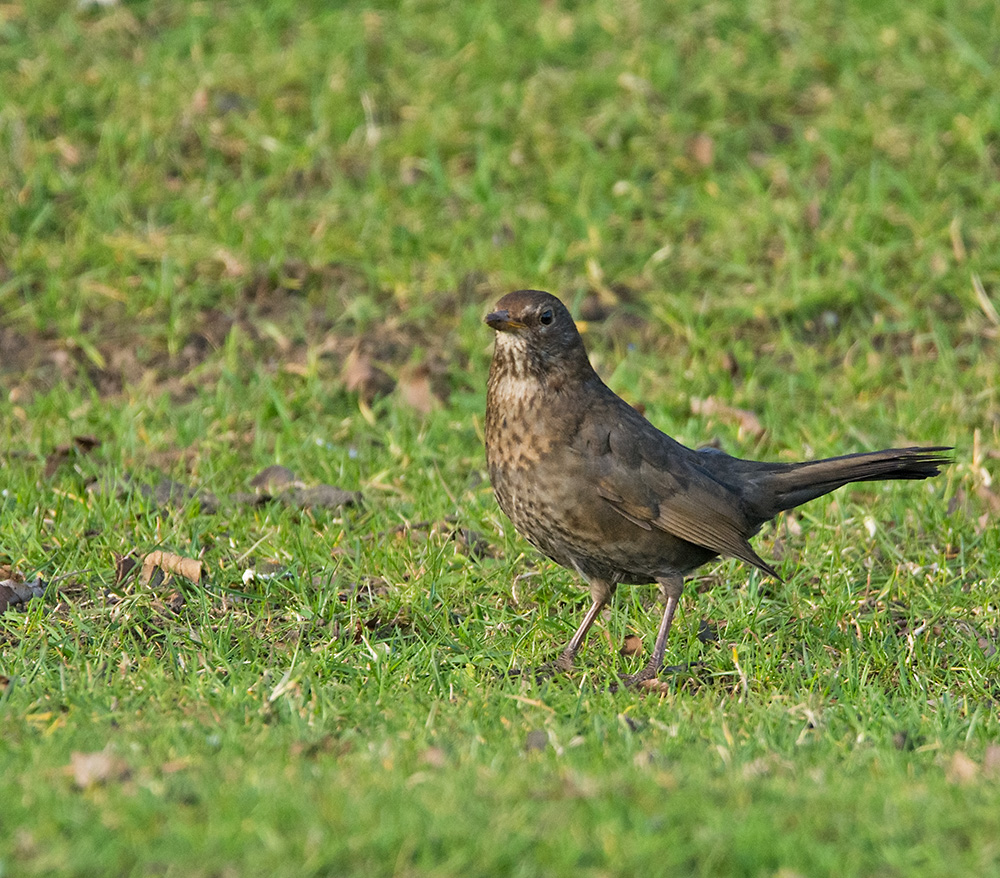 DSC_6010.jpg