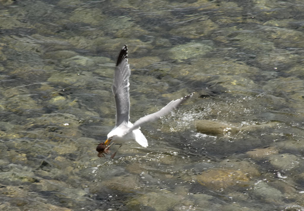 DSC_6010.jpg