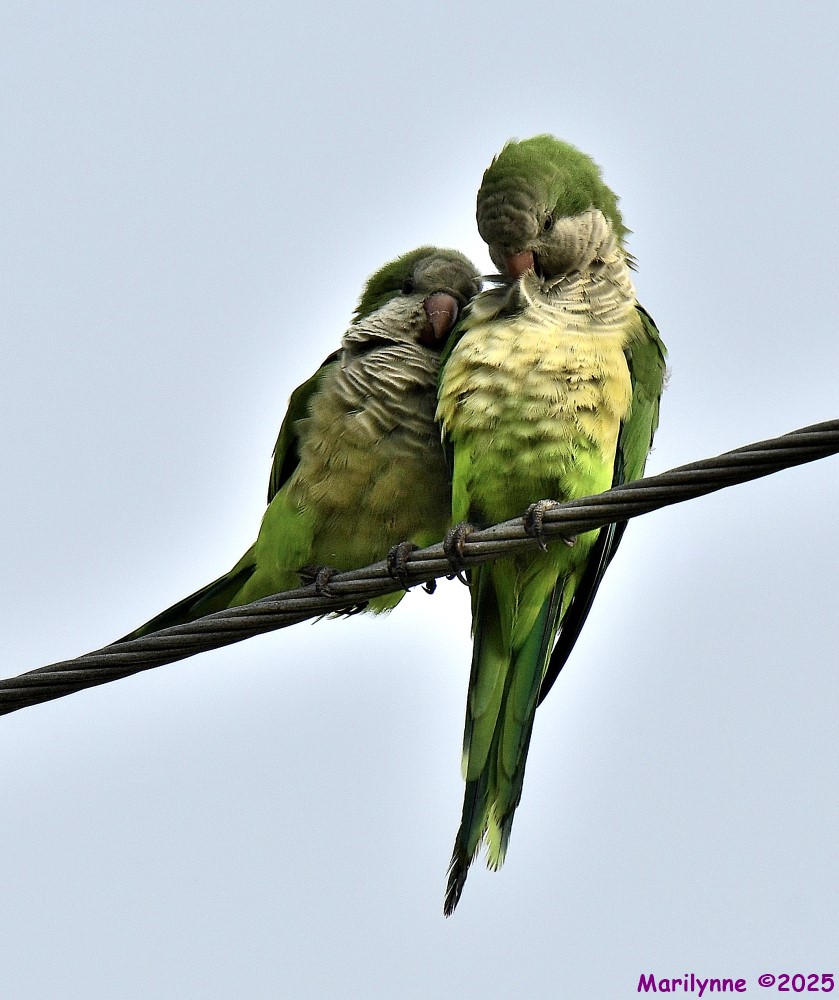 DSC_6010_001.JPG