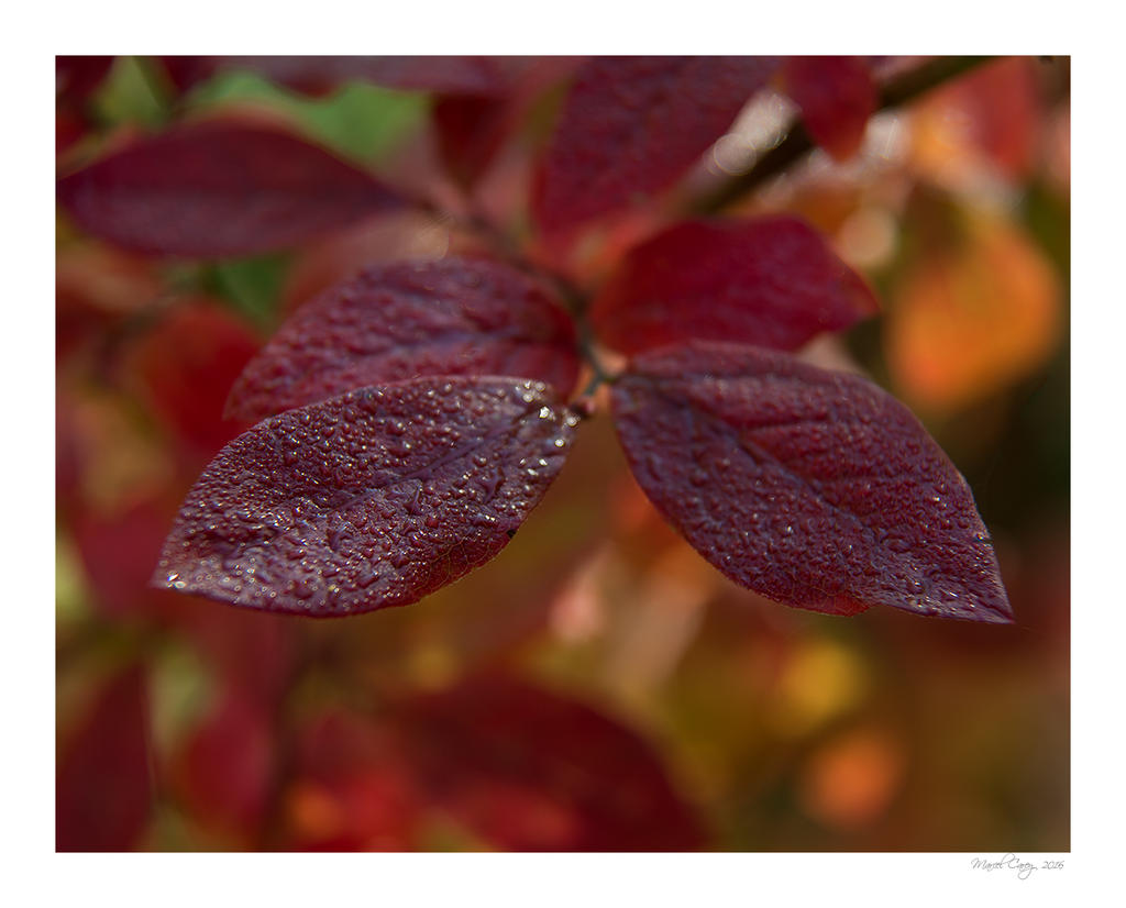 DSC_6012.jpg