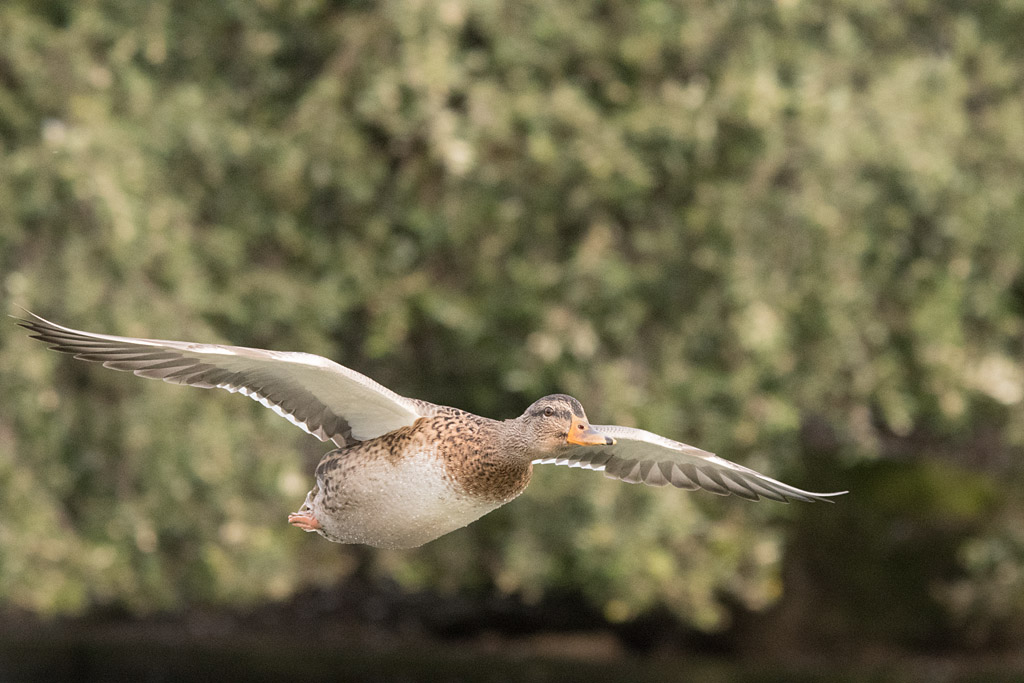 DSC_6013.jpg