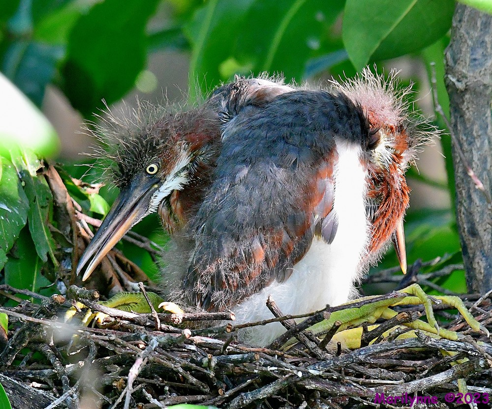 DSC_6013_001.JPG