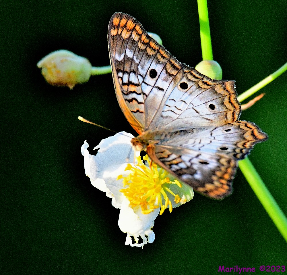 DSC_6013_001.JPG