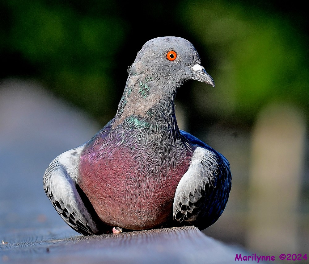 DSC_6013_001.JPG