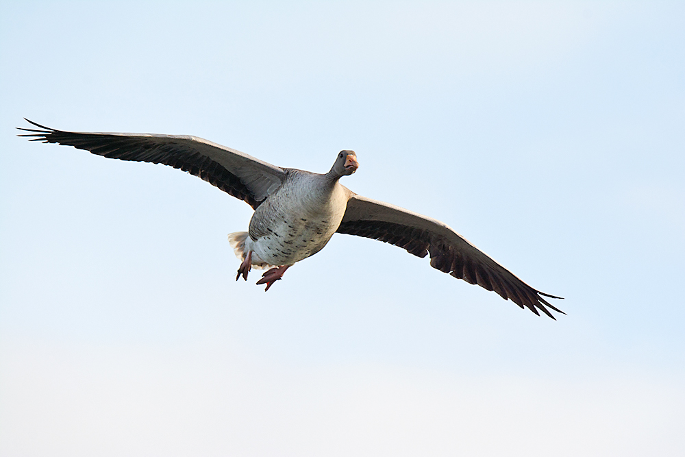 DSC_6015.jpg