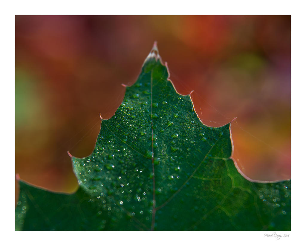 DSC_6015.jpg