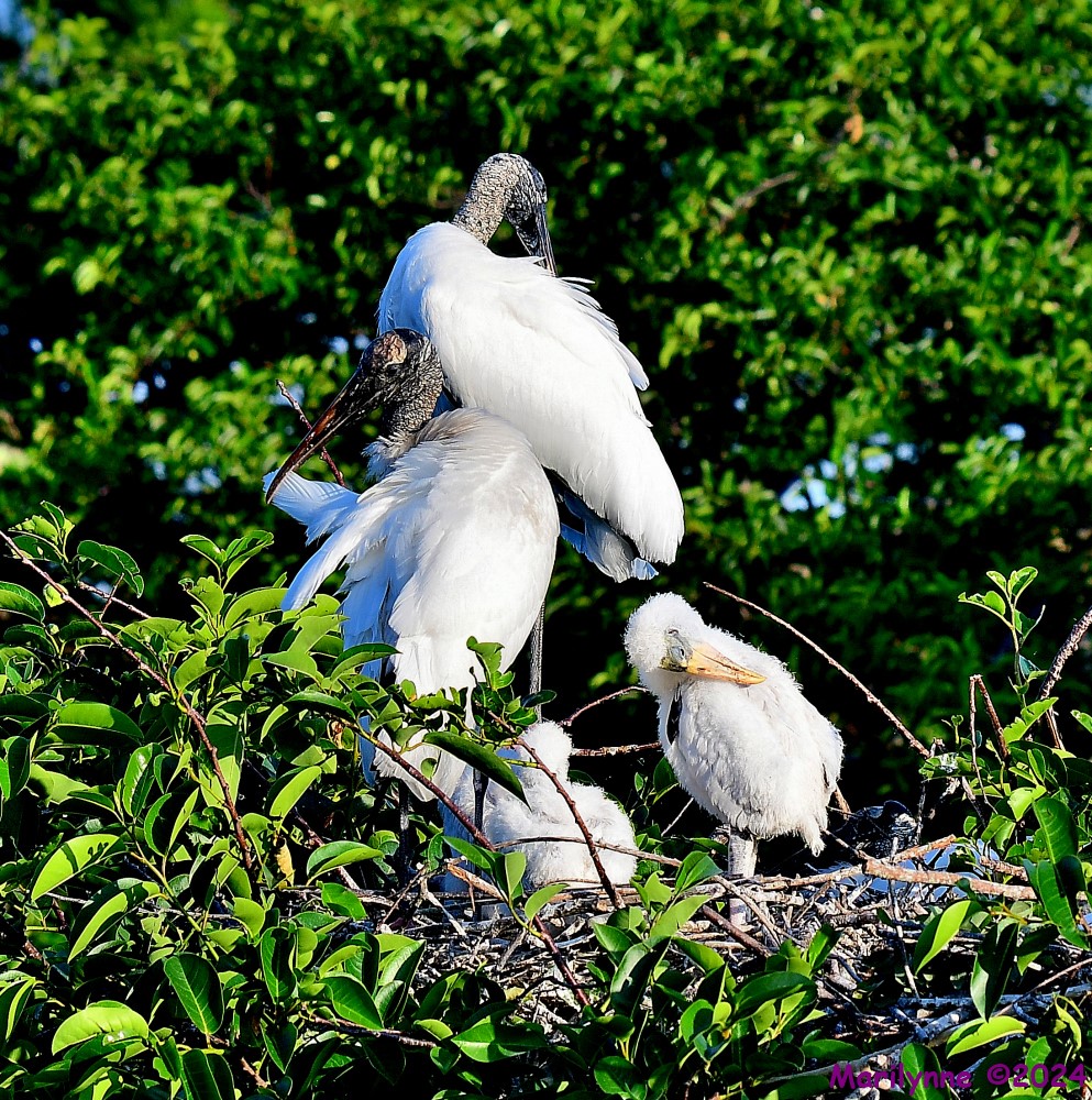 DSC_6018_001.JPG