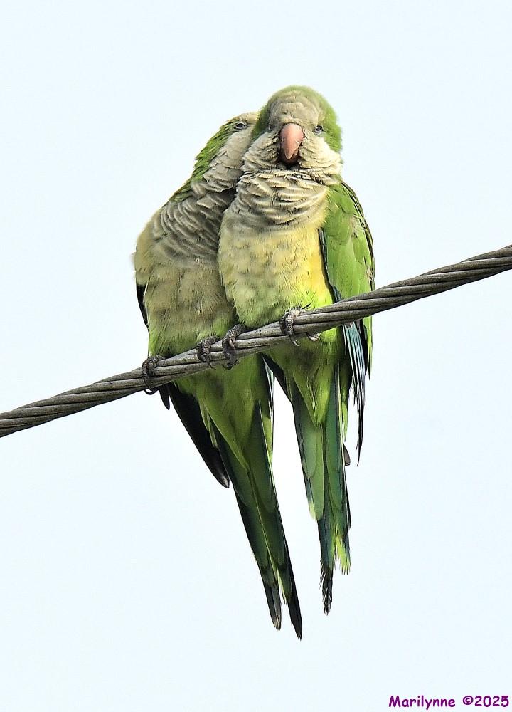 DSC_6019_001.JPG