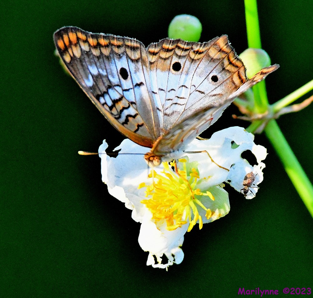 DSC_6020_001.JPG