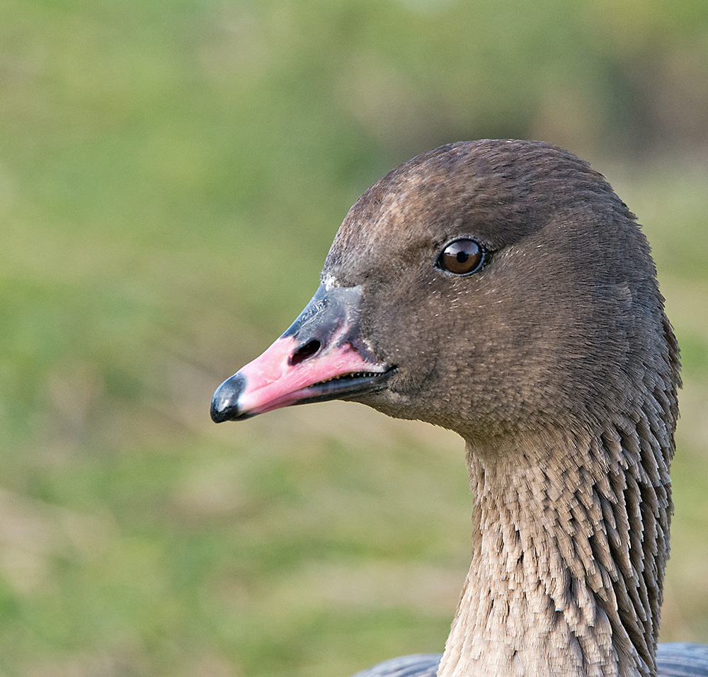 DSC_6021.jpg