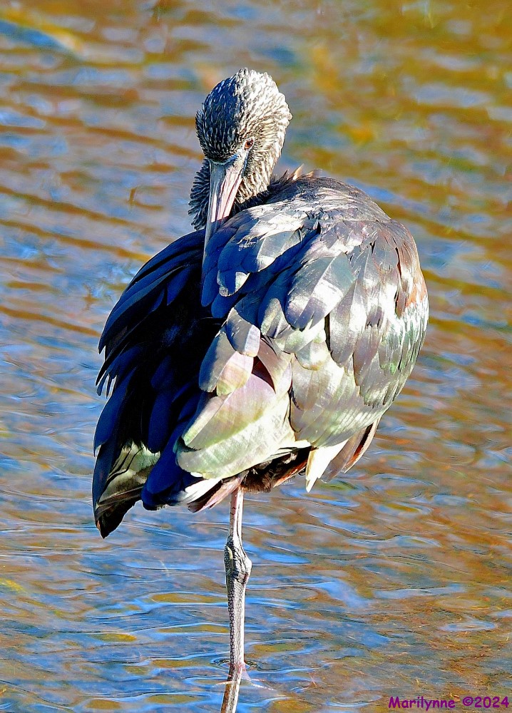 DSC_6021_001.JPG