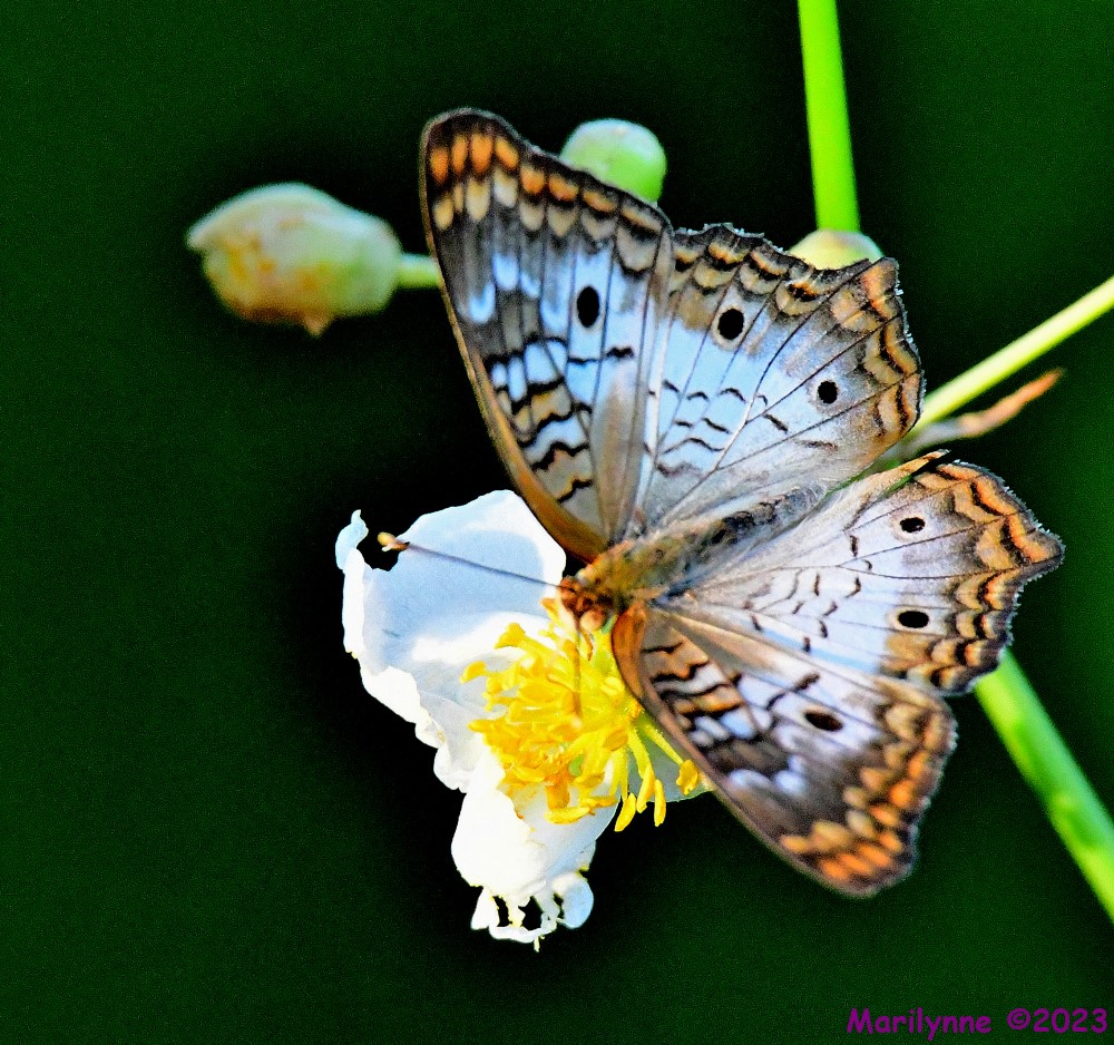 DSC_6022_001.JPG